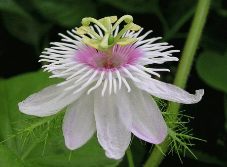 необычное название цветка